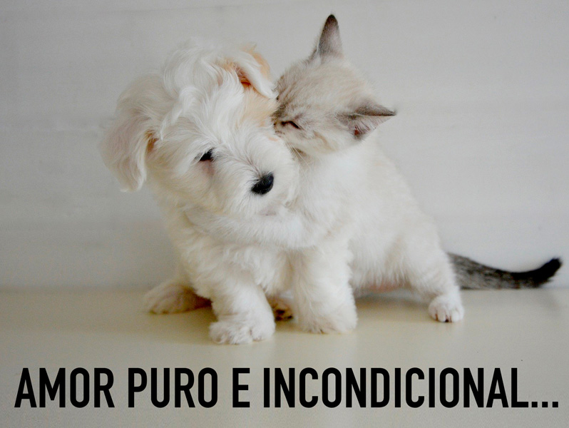 Amor Puro